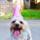 Imagen para el artículo titulado Olvídate del mito de los 7 años: la ciencia tiene una nueva fórmula para comparar la edad de tu perro con la humana
